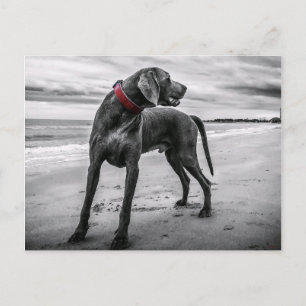 Weimaraner på Beach Postcard Vykort