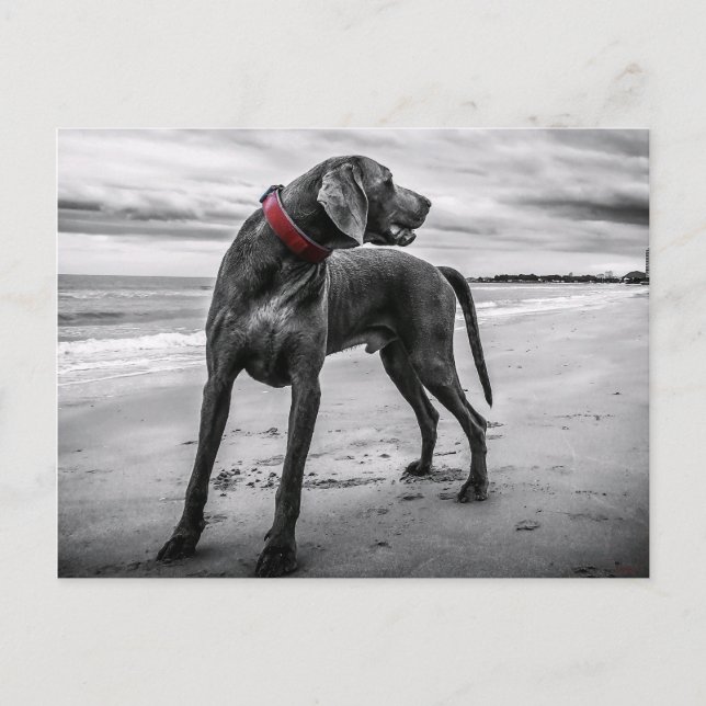 Weimaraner på Beach Postcard Vykort (Framsida)