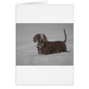 Weimaraner på djupt snö hälsningskort