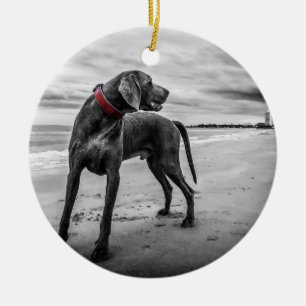 Weimaraner på fotoet för stranden B&W med rött Julgransprydnad Keramik