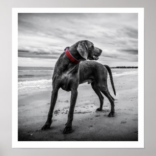 Weimaraner på utskrift av båge poster