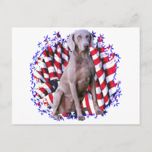 Weimaraner Patriot Vykort
