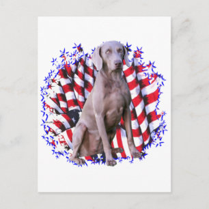 Weimaraner Patriot Vykort