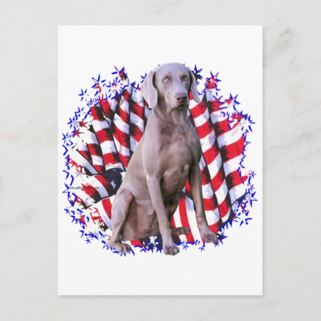 Weimaraner Patriot Vykort (Framsida)