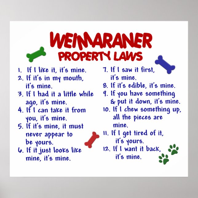 WEIMARANER PL2 POSTER (Framsidan)