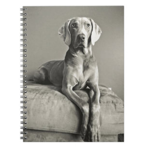 Weimaraner porträtt anteckningsbok
