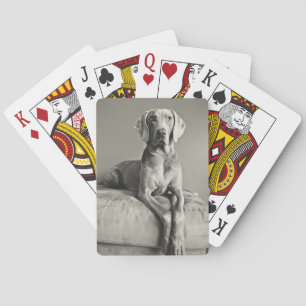 Weimaraner Porträtt Casinokort