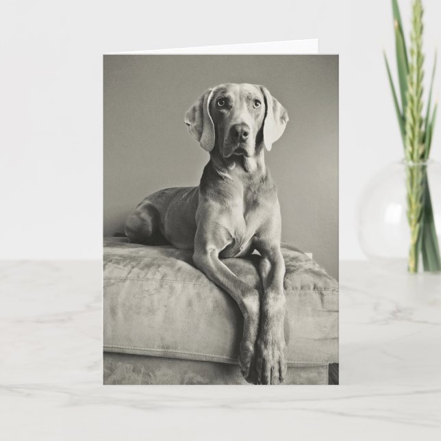Weimaraner porträtt kort (Framsida)