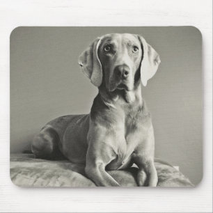 Weimaraner porträtt musmatta