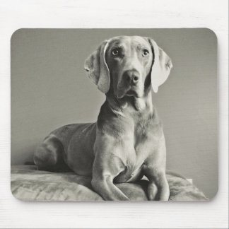 Weimaraner porträtt musmatta