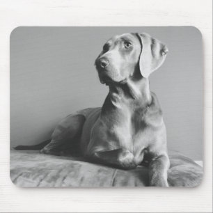 Weimaraner porträtt musmatta
