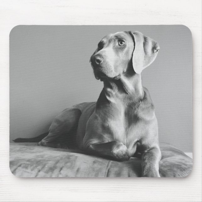 Weimaraner porträtt musmatta (Framsidan)