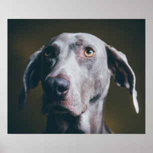 Weimaraner Porträtt Poster