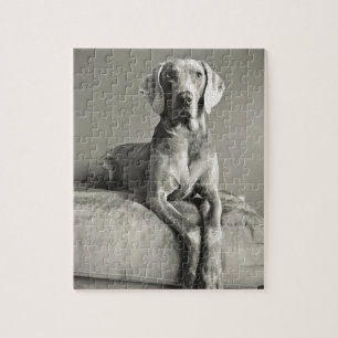 Weimaraner porträtt pussel