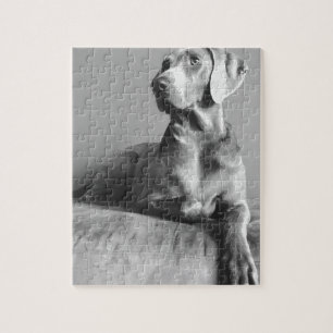 Weimaraner porträtt pussel