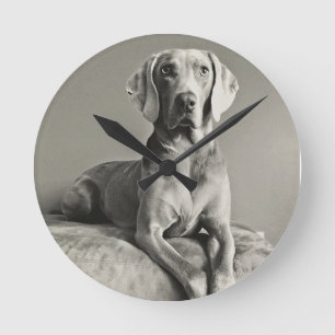 Weimaraner porträtt rund klocka