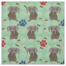 Weimaraner Porträtt