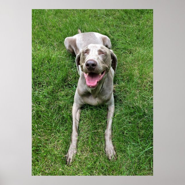 Weimaraner Poster (Framsidan)