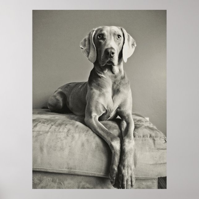 Weimaraner Poster (Framsidan)