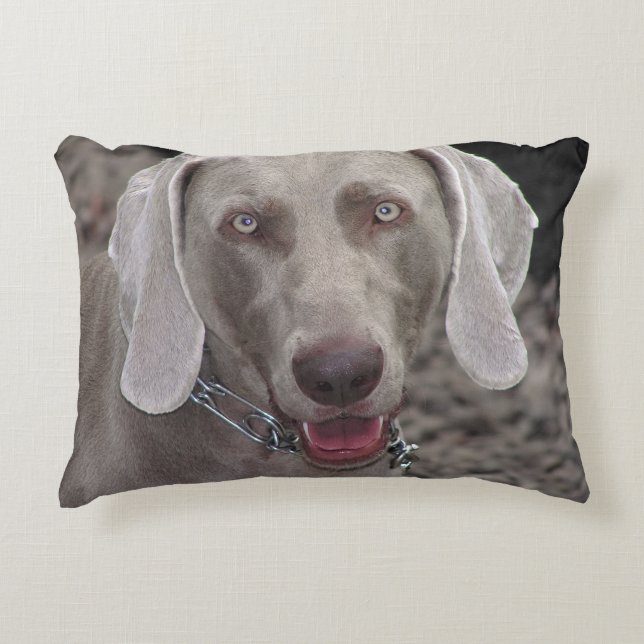 Weimaraner Prydnadskudde (Framsidan)
