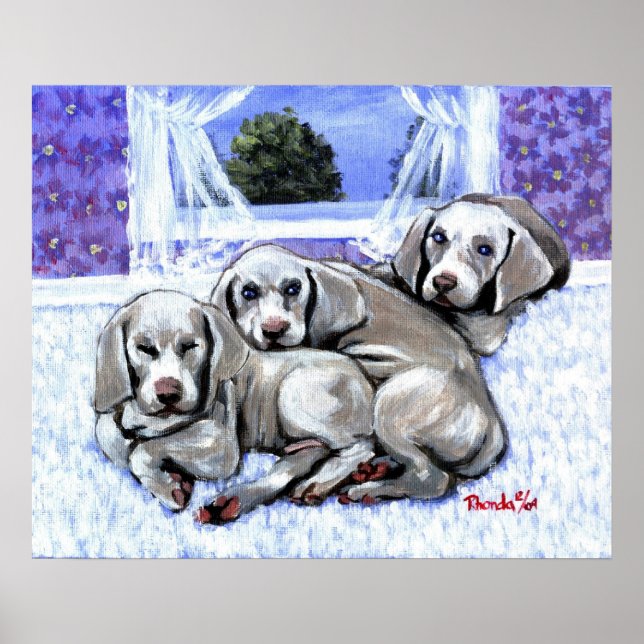 Weimaraner Puppies Hund Porträtt Poster (Framsidan)