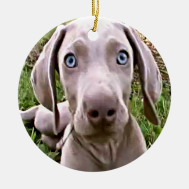 WEIMARANER PUPPY CHRISTMAS ORNAMENT (Framsidan)