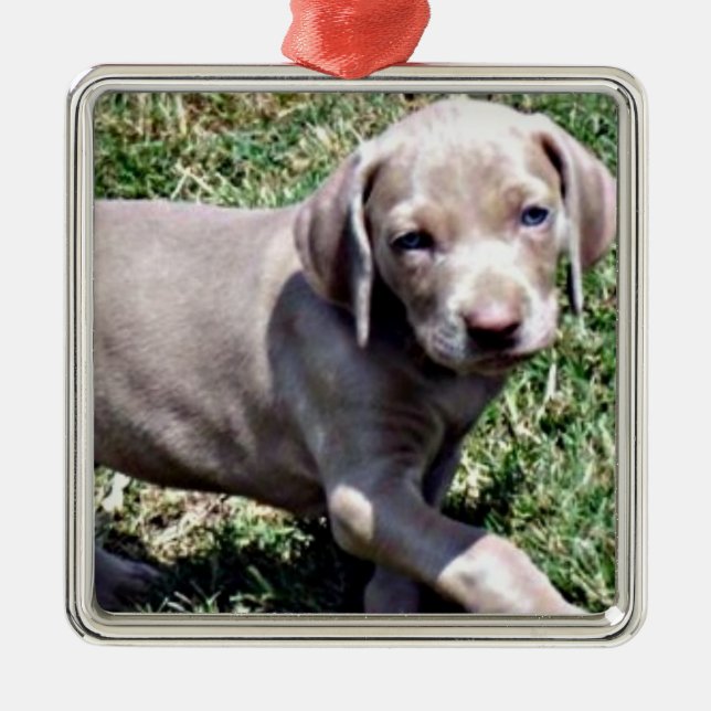 "WEIMARANER PUPPY" CHRISTMAS ORNAMENT (Framsidan)
