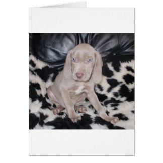 Weimaraner Puppy Hälsningskort