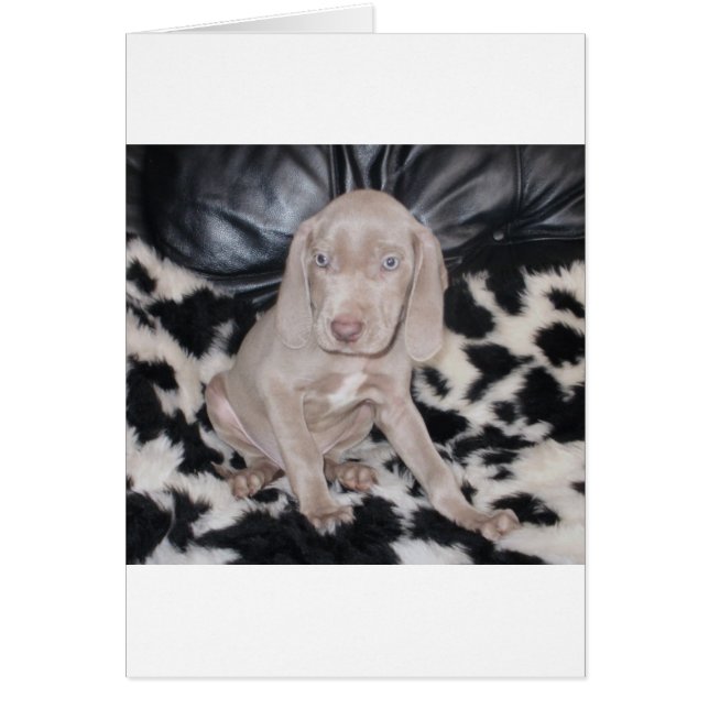 Weimaraner Puppy Hälsningskort (Framsidan)