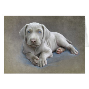Weimaraner Puppy Hälsningskort