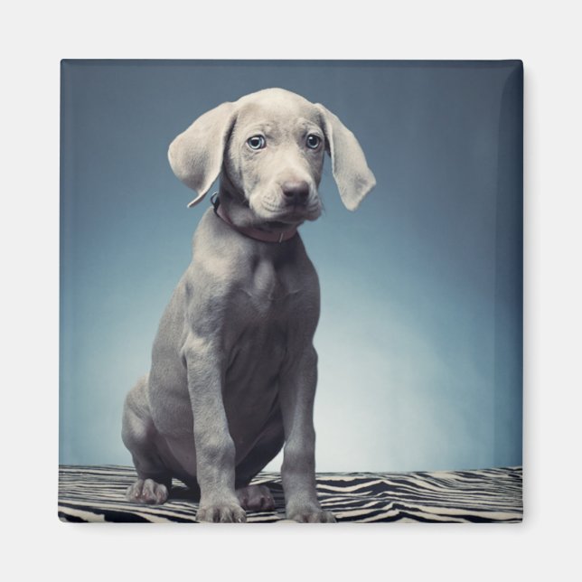 Weimaraner puppy magnet (Framsidan)
