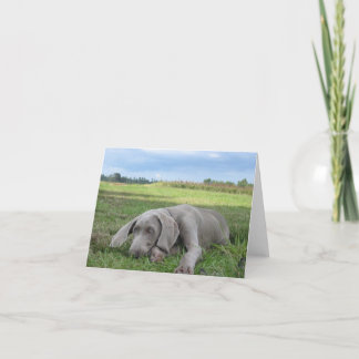Weimaraner Puppy Notecard Kort