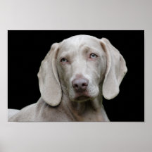 Weimaraner puppy ögon poster