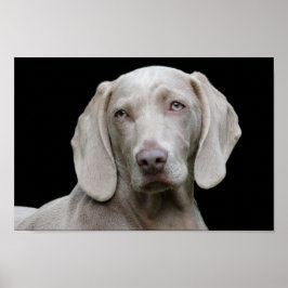 Weimaraner puppy ögon poster