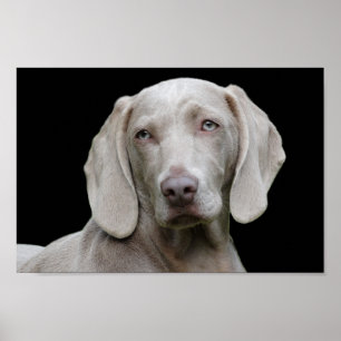 Weimaraner puppy ögon poster