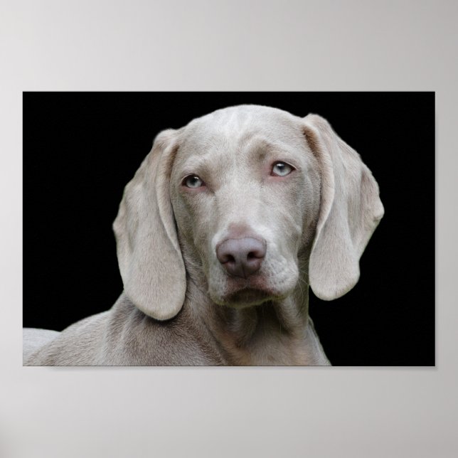 Weimaraner puppy ögon poster (Framsidan)