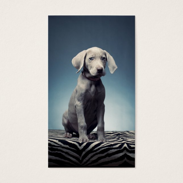 Weimaraner puppy visitkort (Framsidan)
