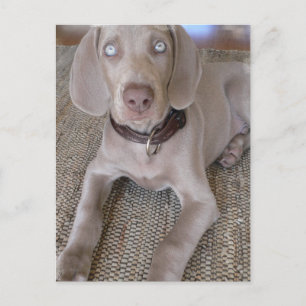 Weimaraner Puppy-vykort Vykort