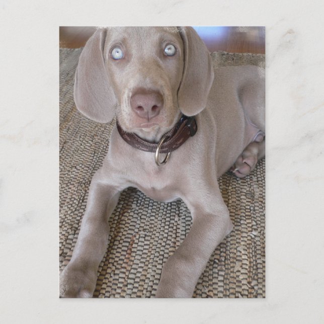 Weimaraner Puppy-vykort Vykort (Framsida)