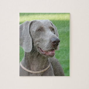 Weimaraner Pussel