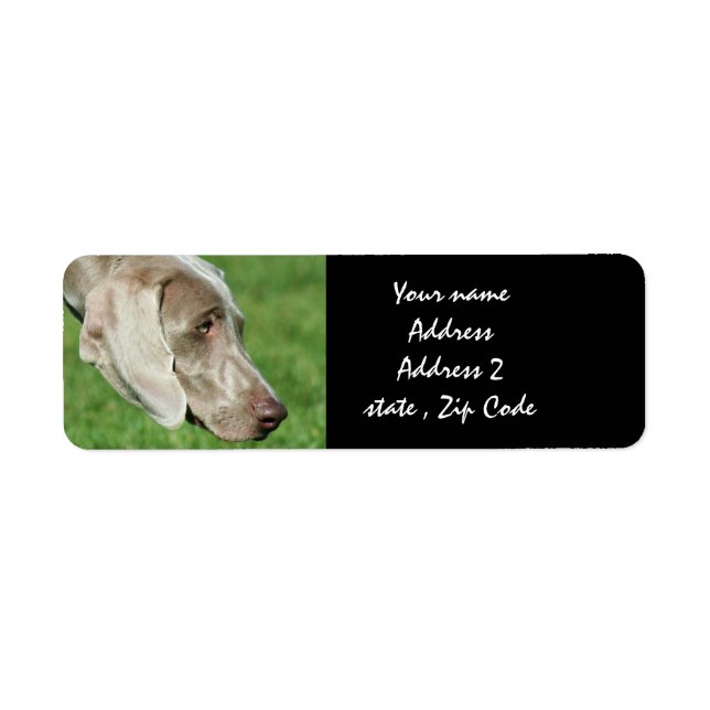 Weimaraner Returadress Etikett (Framsidan)