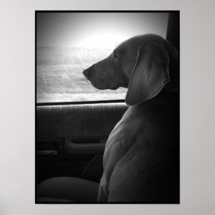 Weimaraner Riding Pistol - Canvas Poster