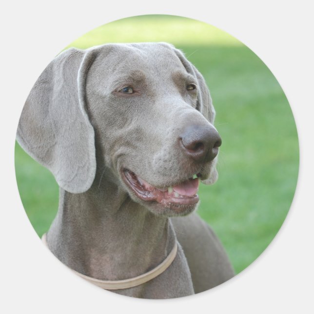 Weimaraner Runt Klistermärke (Framsida)