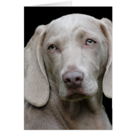 Weimaraner Silver Grått Hälsningskort