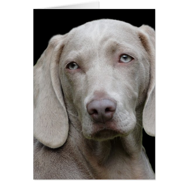 Weimaraner Silver Grått Hälsningskort (Framsidan)