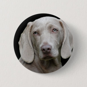 Weimaraner Silver Grått Knapp