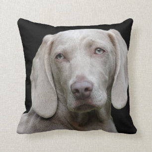 Weimaraner Silver Grått Kudde