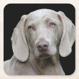 Weimaraner Silver Grått Underlägg Papper Kvadrat