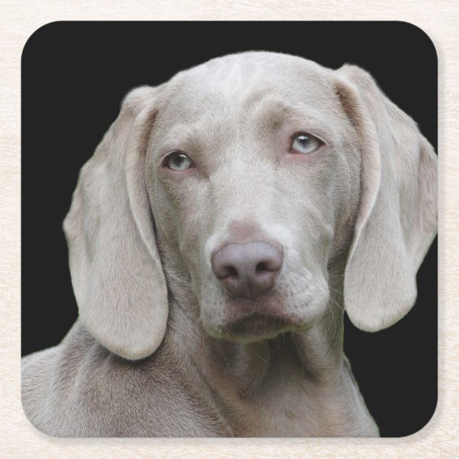 Weimaraner Silver Grått Underlägg Papper Kvadrat (Framsidan)