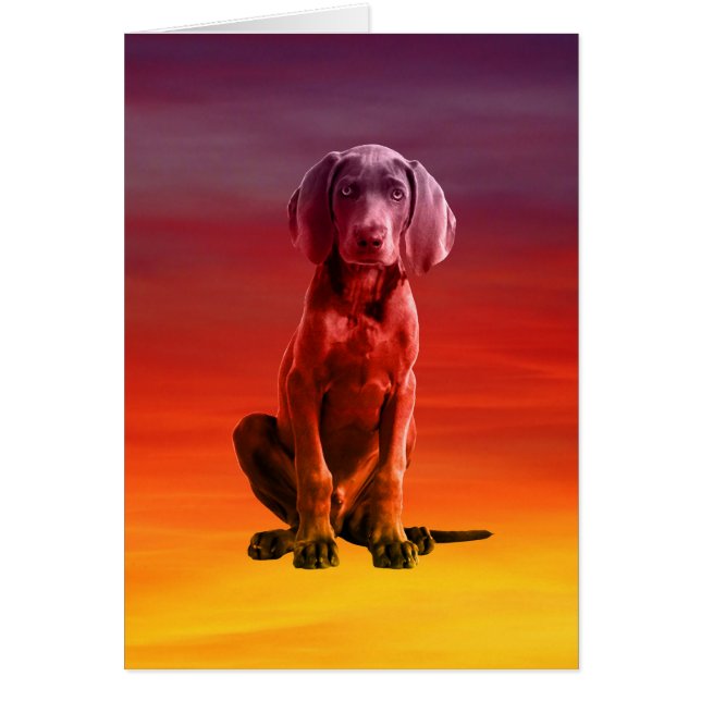 Weimaraner Sitta på Beach Hälsningskort (Framsidan)